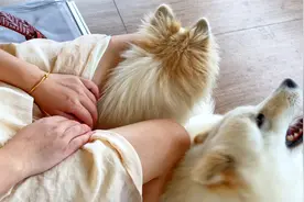 家里的狗子喜欢上钻裤裆和闻裤裆了，这正常吗?视频封面