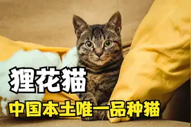 狸花猫，最大的缺点就是便宜！