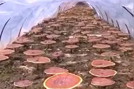 灵芝吐出的土黄色颗粒，被称作是灵芝孢子粉，实际上是灵芝的种子视频封面