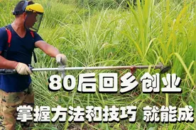揭秘，80后回乡创业，掌握方法和技巧，就能行，厉害了！视频封面