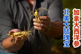加拿大农民采收万斤西洋参，金色矮胖人参比烟草还值钱！视频封面