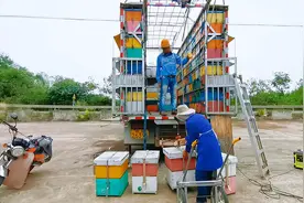 养蜂车有这优点，天气降温，蜜蜂转场说走就走视频封面