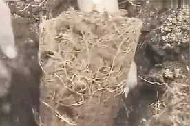 农博士：砂糖桔种植两年开花结果，期间要修剪树形，培养良好根系视频封面