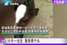 小牛一出生，竟有两个头视频封面