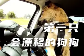 当狗狗学会了开车，史上第一只!视频封面