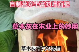 草木灰在农业上的妙用，草木灰有杀菌驱虫生根壮苗等多种功效视频封面
