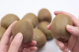 猕猴桃甜不甜，在这地方闻一闻，立马就能辨别，果农方法太实用了