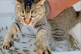 5只猫轮番体验鱼疗按摩，猫疯了，鱼也吓死了！视频封面