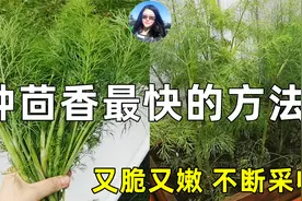 最快最好的种茴香方法, 不停采收, 香气扑鼻, 无虫害脆嫩