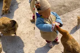 母鸡从萌娃手里抢零食，一跃而起啄走立马试吃：晚上吃烧鸡视频封面