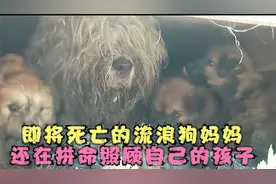 即将面临死亡的流浪狗妈妈，它还拼命保护着自己的孩子视频封面