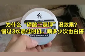 为什么磷酸二氢钾“没效果”？错过3次最佳时机，喷多少次也白搭视频封面