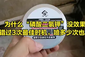 为什么磷酸二氢钾“没效果”？错过3次最佳时机，喷多少次也白搭