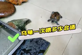 乌龟一次喂多少合适？教你一个实用小方法视频封面