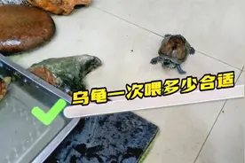 乌龟一次喂多少合适？教你一个实用小方法视频封面