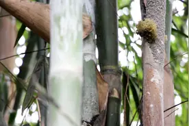 来自农村竹燕窝，乡村原生态竹林，这样的山珍你见过吗视频封面