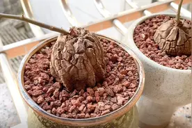 注意“2点”操作，休眠状态的“龟甲龙”，却长出茂盛藤条