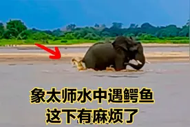 象太师水中遇鳄鱼，这下有麻烦了！#搞笑配音视频封面