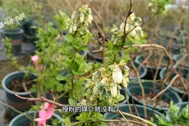 蓝莓开花后如何授粉？没有虫子帮忙，也可以自己动手视频封面