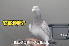 鸽子真的能听懂人话吗？今天来试下我养的鸽子，看看它们聪明吗？视频封面