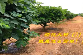 无花果树太高，摘不到果怎么办？一招矮化大树轻松搞定视频封面
