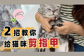 猫咪抗拒剪指甲？2招轻松搞定#猫剪指甲 #科学养宠攻略视频封面