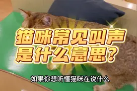 猫咪的八种常见叫声是什么含义？这篇看完让你喵语八级视频封面
