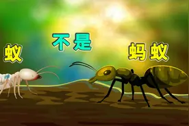 白蚁不是“蚁”，怎么才能防治呢？视频封面