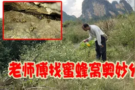 老师傅找蜜蜂窍门技巧分享，10多分钟找到蜂窝视频封面