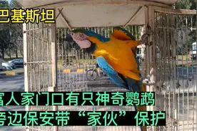 在巴基斯坦，富人家门口有只神奇的鹦鹉，旁边保安带“家伙”保护