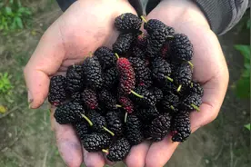 没想到营养丰富的桑葚里会有虫！误食它会对人体有害吗？抓紧看看