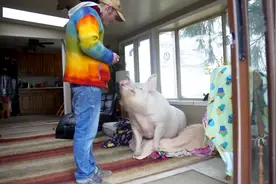 小伙不顾家人劝阻，爱上一头母猪，并扬言还要和它结婚