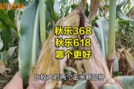 秋乐368和秋乐618，这两个玉米品种，哪个品种更好视频封面