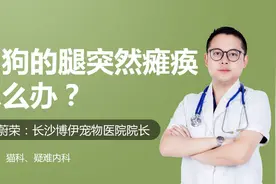 狗狗的腿突然瘫痪怎么回事？家有狗子的要注意下视频封面
