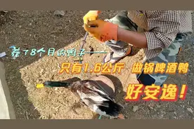养了8个月的鸭子只有1.6公斤，做锅啤酒鸭，吃着好安逸！视频封面