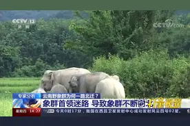 云南野象群为何一路北迁？专家：象群首领迷路，导致象群不断向北视频封面