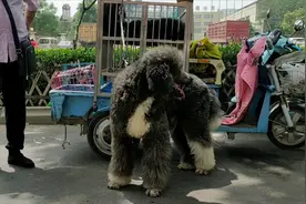 偶遇巨型泰迪，站立体型比电车都高！引得路人直呼：好大呀！