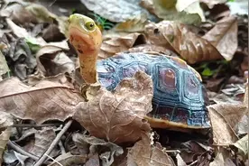 黄缘盒龟真是宠物龟的首选，带到户外感觉在遛狗，和人互动太好了视频封面