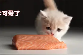 太可爱了小猫吃三文鱼 这声音