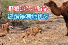 野狼追杀小骆驼，遭到绝地反击，踢得野狼满地找牙视频封面