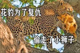 花豹猎物被狮子抢走，为了复仇，花豹趁母狮不在家偷走了小狮子视频封面