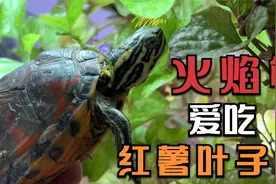 爱吃红薯叶的火焰龟来啦~