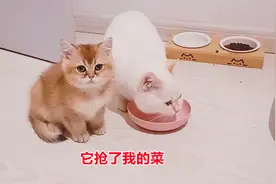 小母猫抢走小猫的肉吃，小猫委屈地看着主人，它抢走的是我的快乐视频封面
