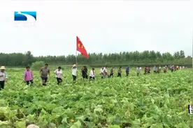 故土有我们！咸宁嘉鱼簰洲湾镇500多名乡亲回乡防汛视频封面