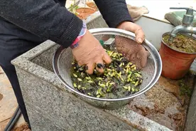 桂花种子从采摘到播种都经历了什么？分享种子“蜕变”成苗全过程视频封面
