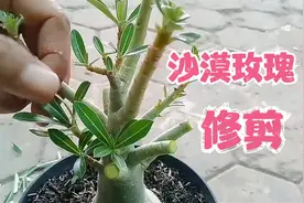 实操演示造型好看的沙漠玫瑰，是如何被修剪出来的视频封面