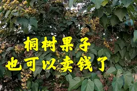 桐树的果子也可以卖钱了，挺贵的真的假的，究竟有什么用处呢？