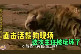 活捉凶猛鬣狗，还是得看中东地区，手段腾出不穷！视频封面