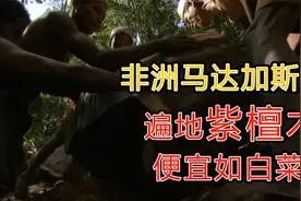 马达加斯加的土豪原始人，紫檀木便宜如白菜！建房子全套紫檀木视频封面