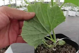 甜瓜叶片出现白点，要抓紧掰叶子，都是种植经验视频封面